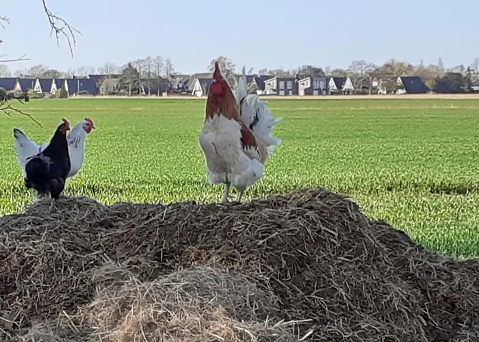 Grosszuegige In Ostfriesland *
